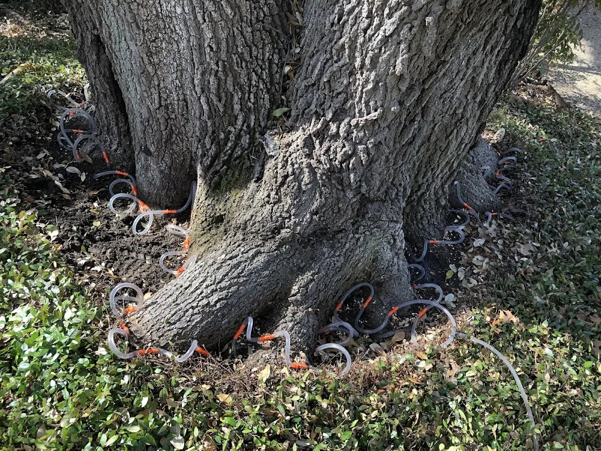 Detailed Tree Cabling and Bracing job site in Hardenville