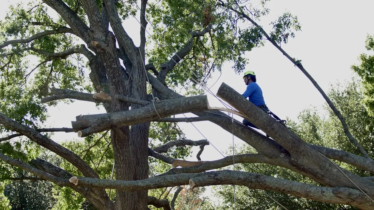 Professional Crown Thinning performed by certified arborists in Hardenville