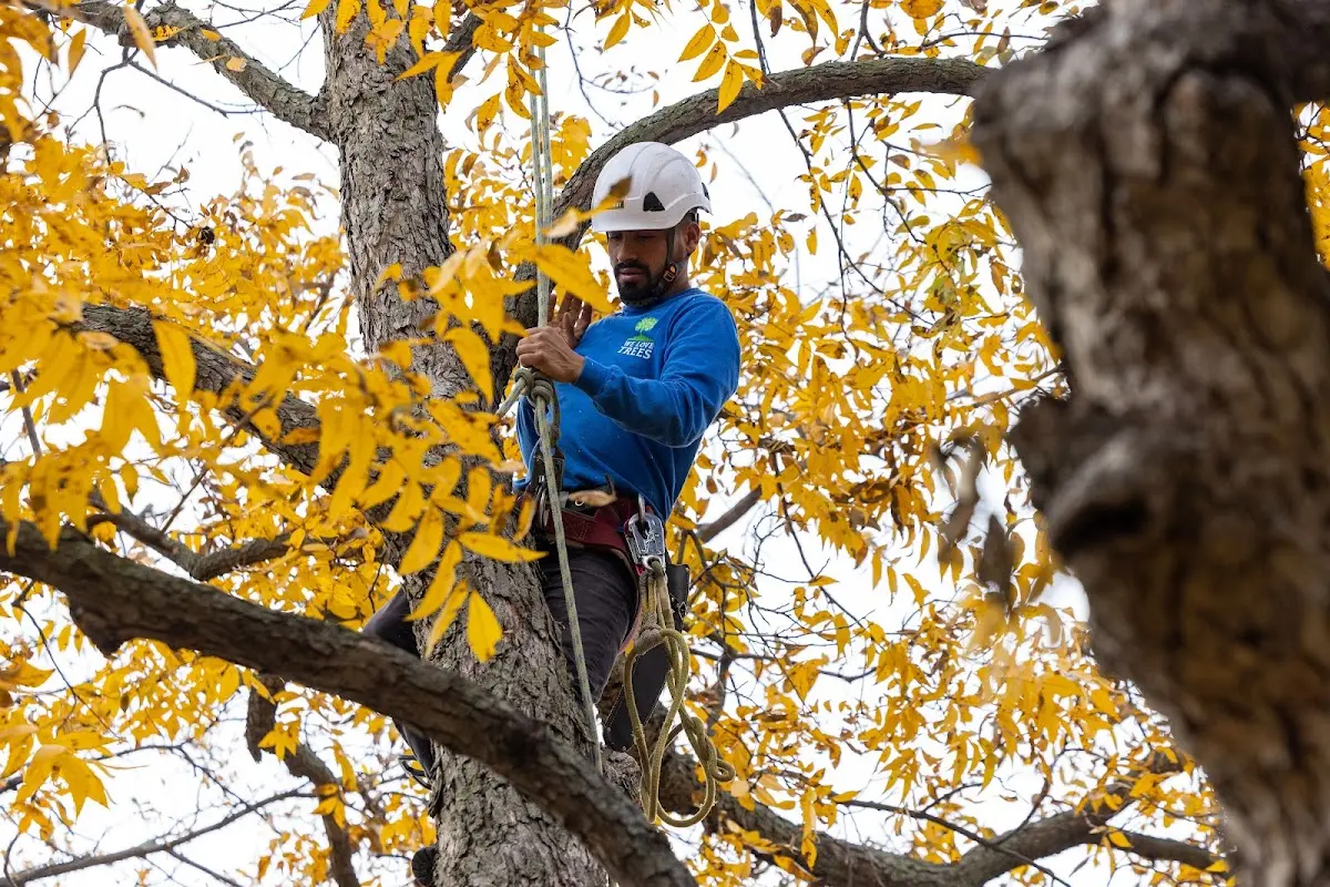 Skilled Tree Planing crew working in Hardenville