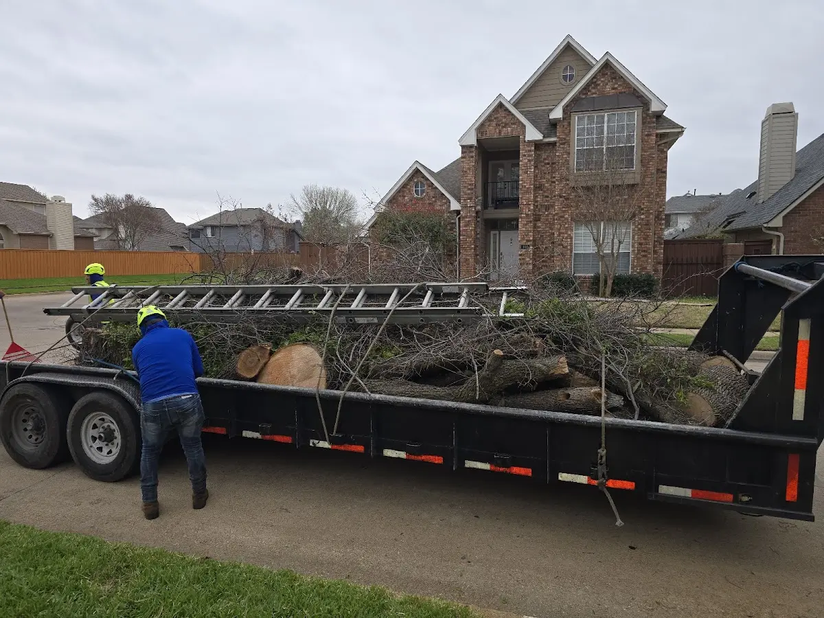 Expert Tree Pest Control with proper safety equipment in Hardenville